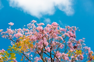 深圳南山區(qū)看花地方推薦（附賞花時間）