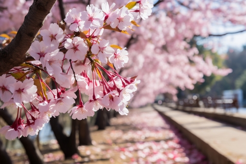 深圳南山區(qū)看花地方推薦（附賞花時(shí)間）