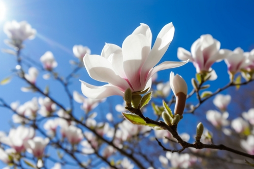 深圳南山區(qū)看花地方推薦（附賞花時(shí)間）