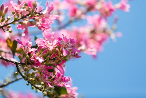 深圳南山區(qū)看花地方推薦（附賞花時(shí)間）